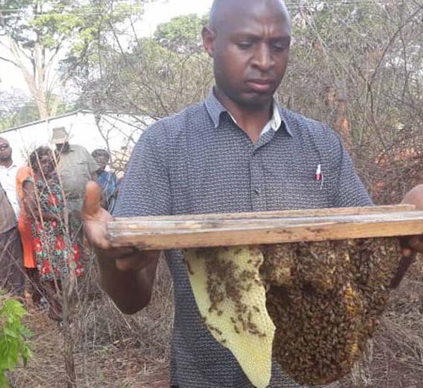 Beekeepers in Rural Zimbabwe Embrace Technology to Unlock Progress Thumbnail